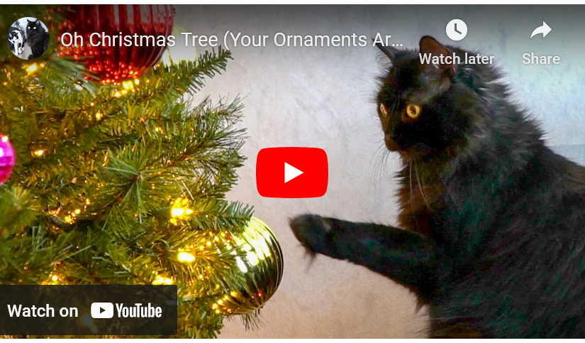 Best Cat Christmas Video EVER!!!