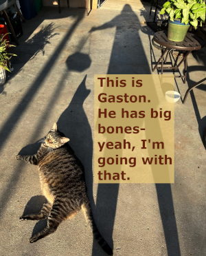 My cat Gaston, a really chunky brown tabby