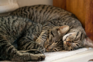 Alphonse and Gaston relaxing together.