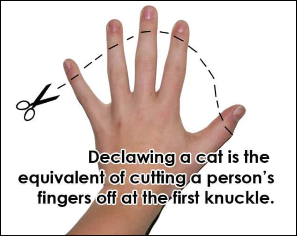 A human hand with a dashed cut line just under the fingernails along the first joint of each finger.