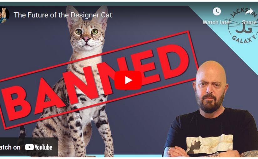 Jackson Galaxy video, "Designer Cats Banned"