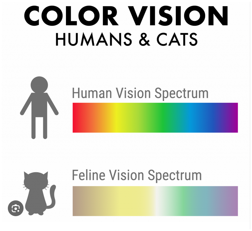 Human vs cat vision