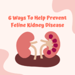 6 Ways To Help Prevent Feline Kidney Disease