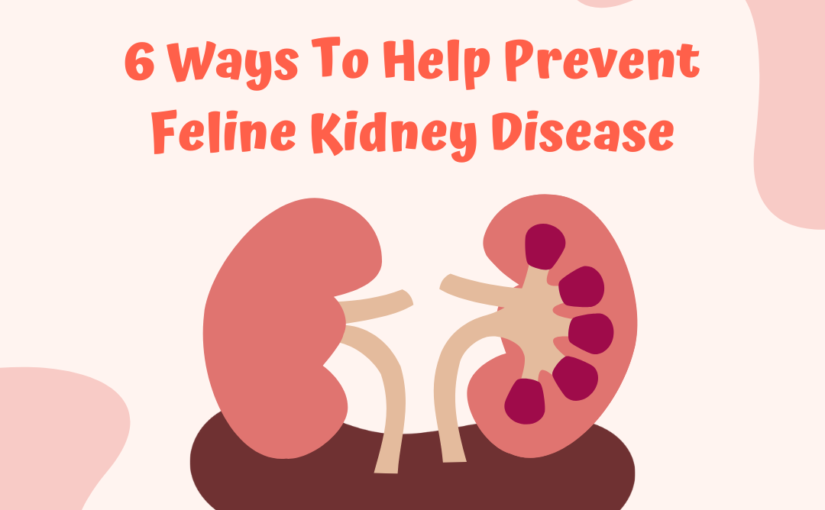 Preventing Feline Kidney Disease-6 ways to help