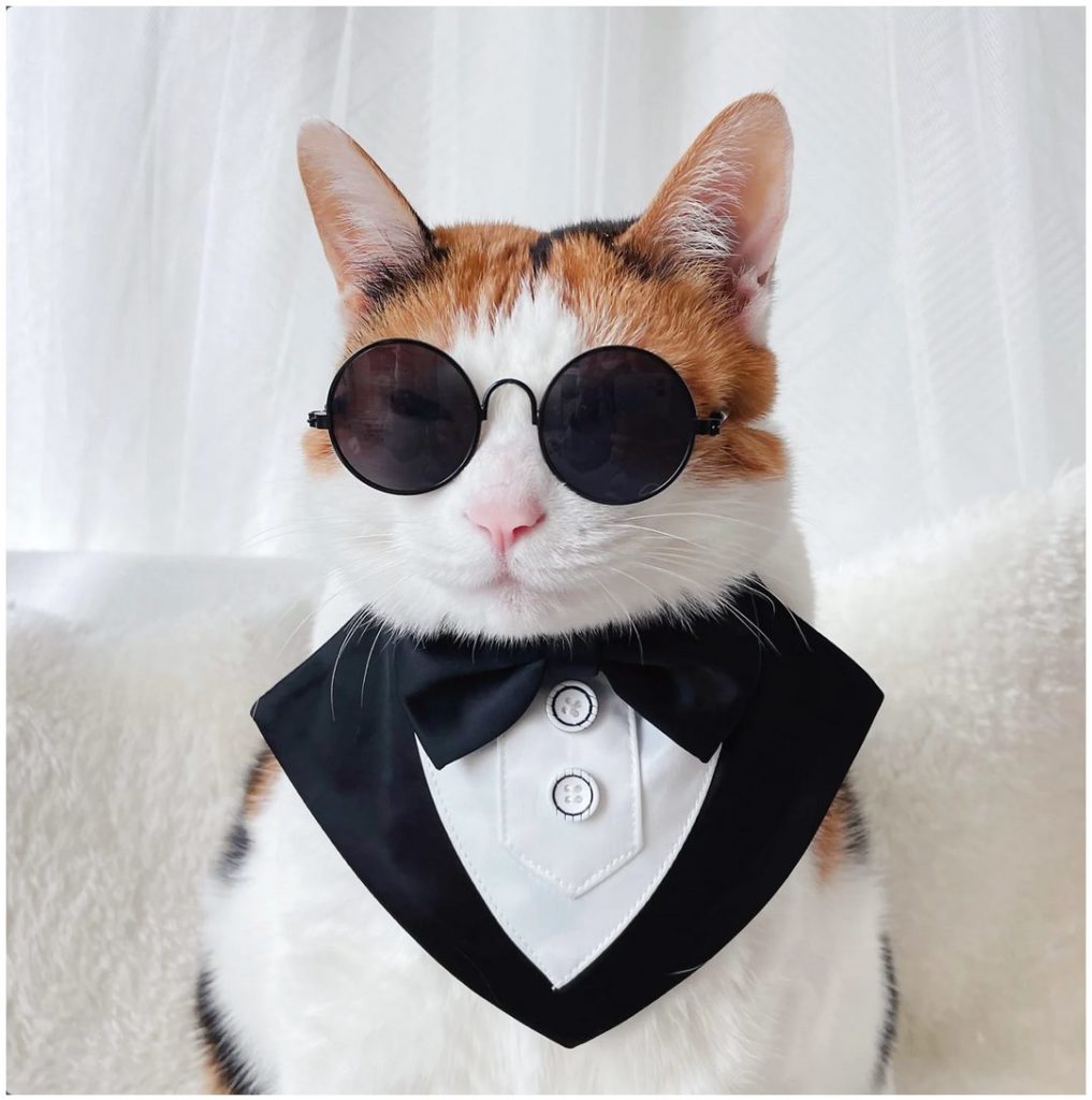 Calico cat wearing a collor that looks like the front of a tuxedo and sun glasses