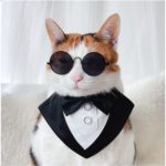 Calico cat wearing a collor that looks like the front of a tuxedo and sun glasses