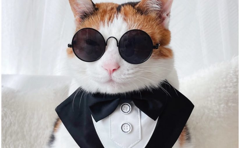 Calico cat wearing a collor that looks like the front of a tuxedo and sun glasses