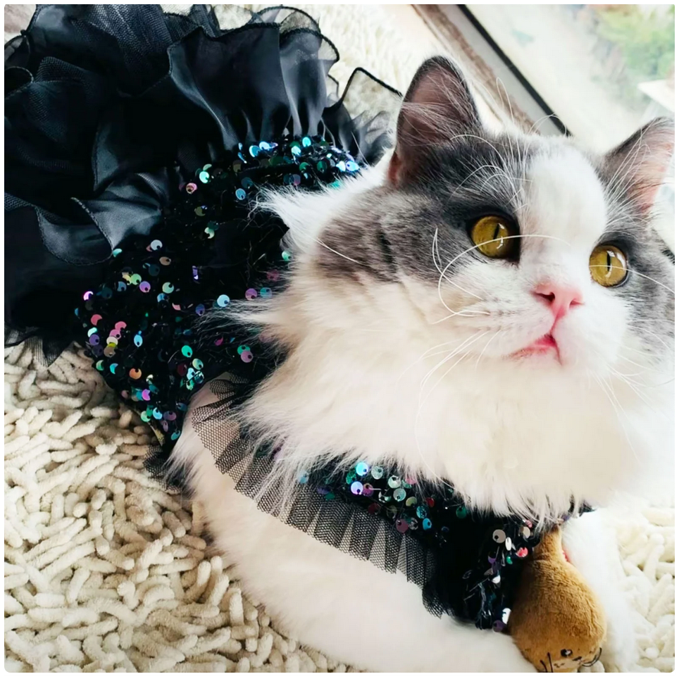 Grey and white long hair cat in a sparkly black party dress