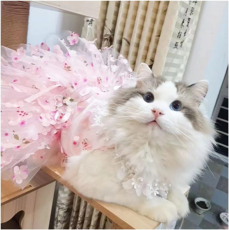 Cat wearing Pupsurewin's Cat Flower Dress in pink.