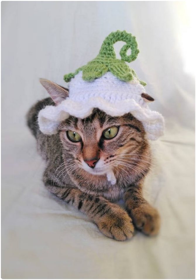 Purrs And Stitches' Flower Fairy Hat. A brown tabby cat wearing an inverted white crochet petunia on its head.