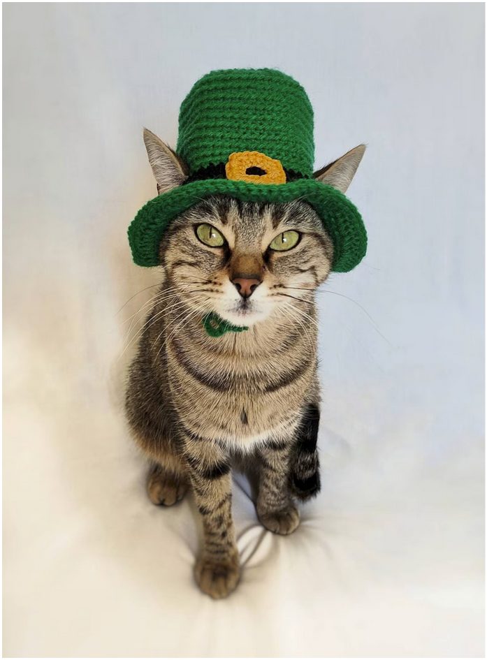 Purrs And Stitches St. Patrick's Hat for Cat. A brown tabby in an emerald green tall crowned, brimmed crochet hat, with a black band and gold buckle motif.