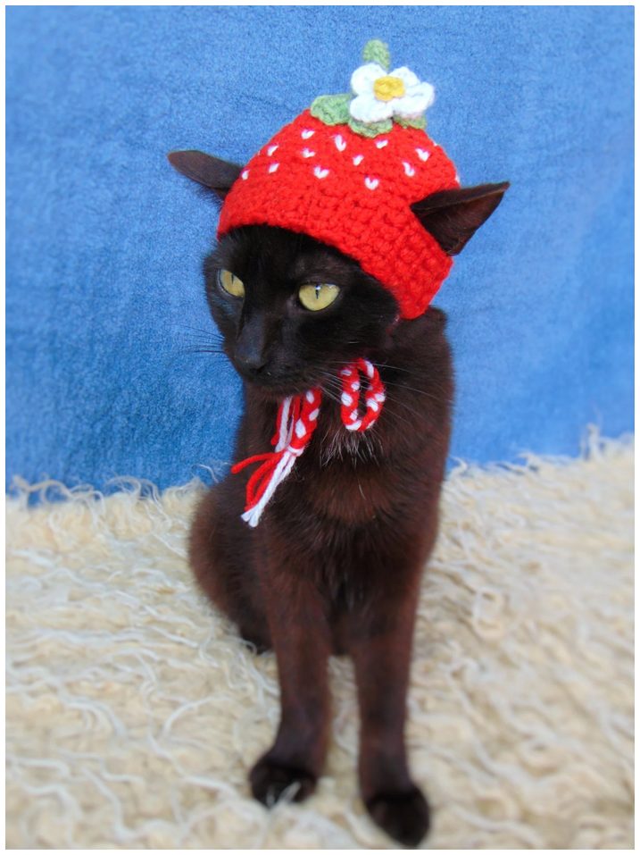 Purrs And Stitches, Strawberry hat for cat. A lithe black domestic shorthair cat with a bright red, crocheted strawberry cap topped with a white strawberry blossom.