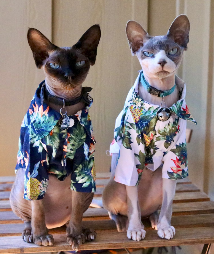 Two Sphinx cats in Hawaiian shirts