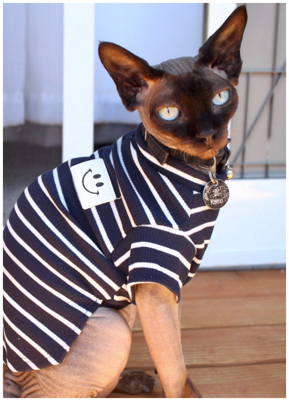 Sphynx cat in a navy and white striped collar shirt