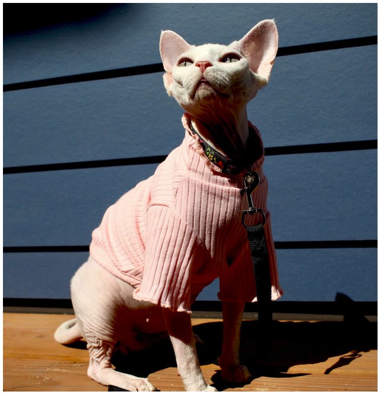 A white cat in a lightweight pink turtleneck