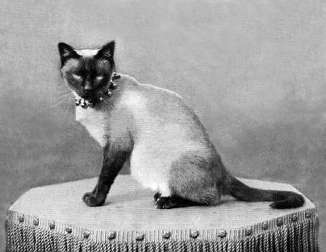 The first Siamese cat in the U.S., named Siam.