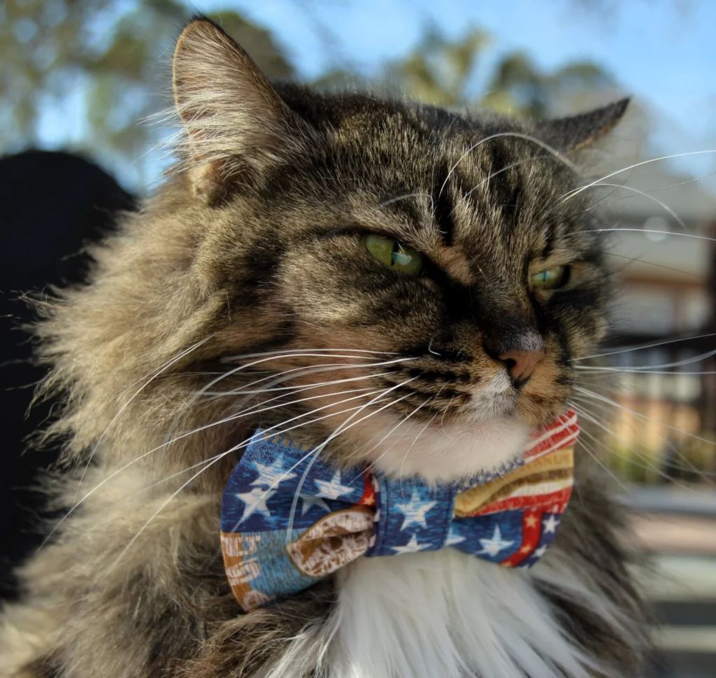 Cat clothes, patriotic bow tie