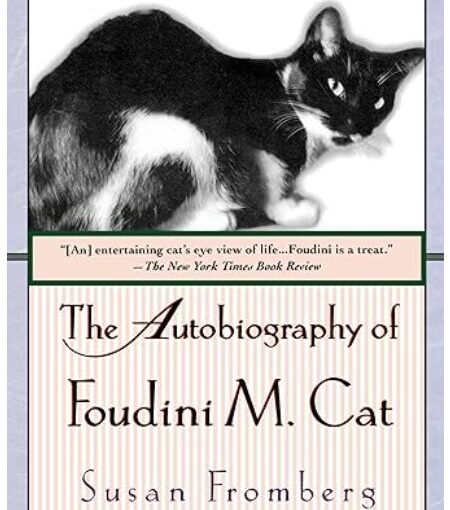 Discover the Enchanting World of Foudini M. Cat