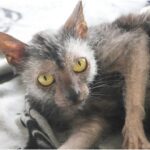 Lykoi cat