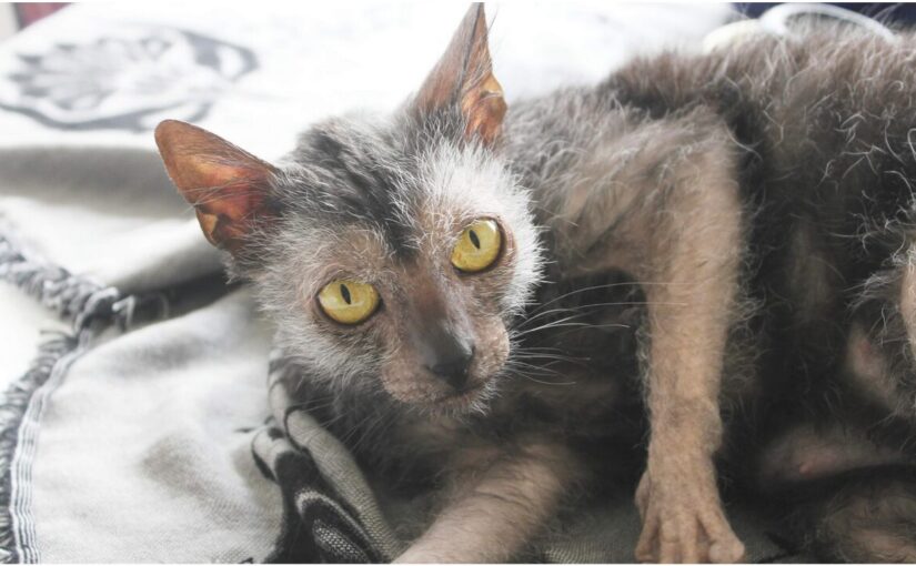 The Enigmatic Lykoi Cat: A Fascinating Feline Breed