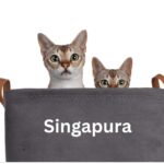 Singapura cat