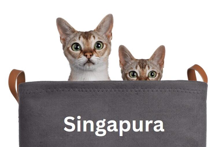 Singapura cat