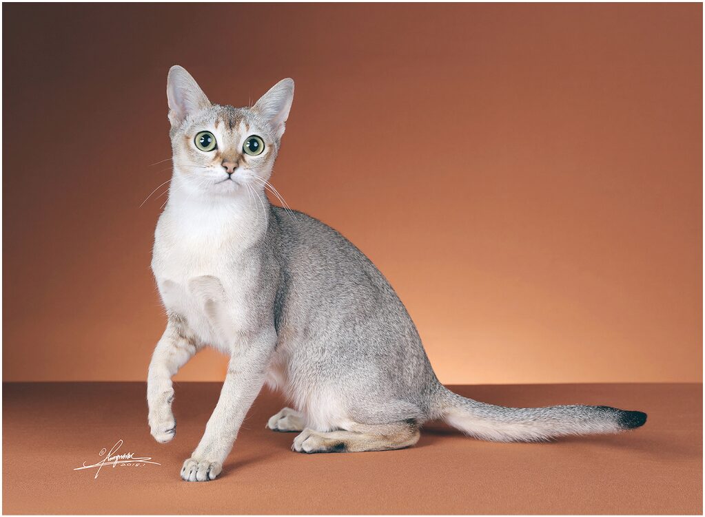 Singapura cat