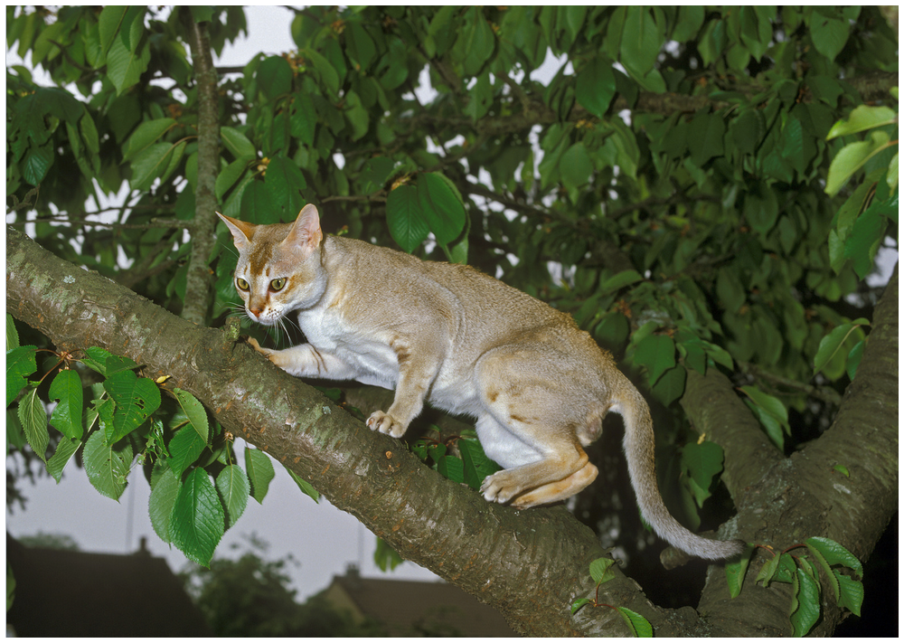 Singapura cat