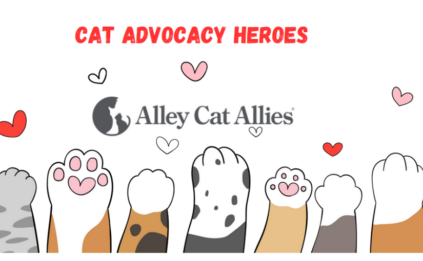 Alley Cat Allies: A Lifeline For Community Cats