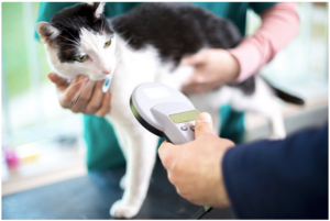 Microchipping your cat