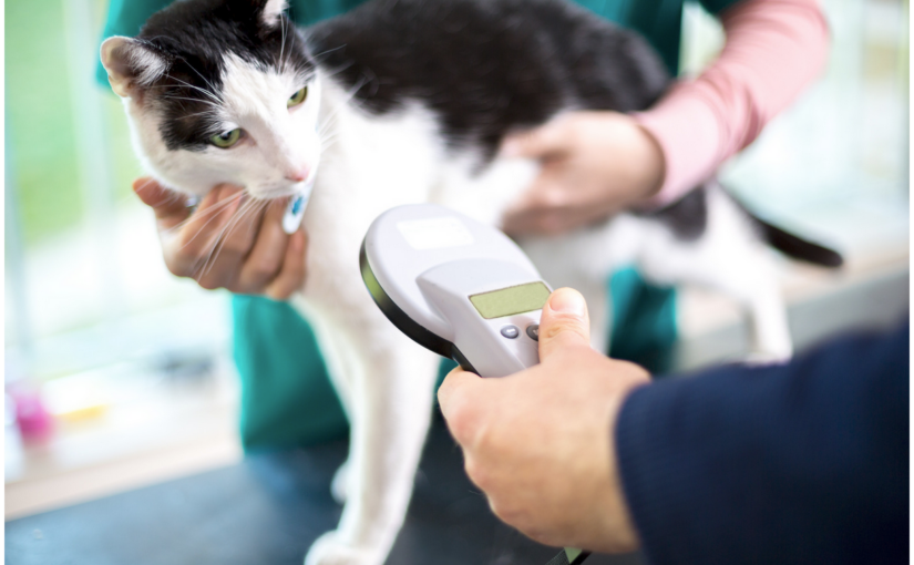 Microchipping Your Cat: Is It The Best Choice