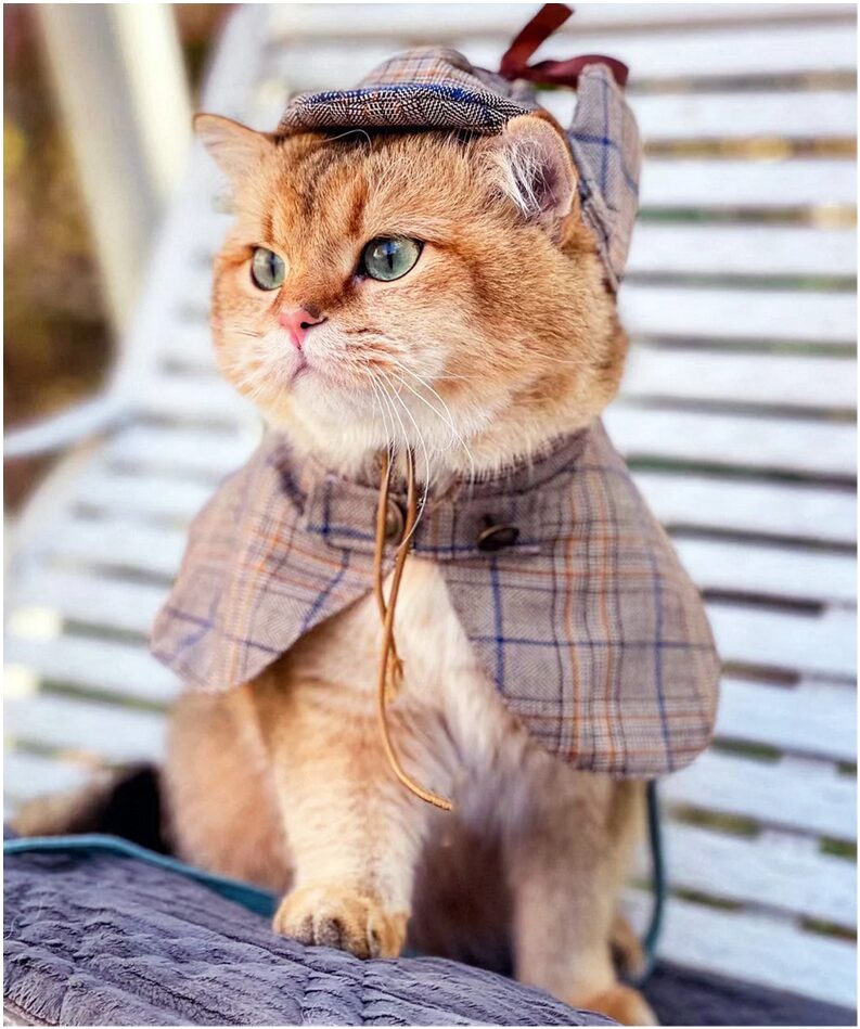 Costumes for cats: Sherlock Holmes