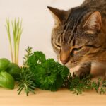 Budget Friendly Enrichment Cat Safe Herbs