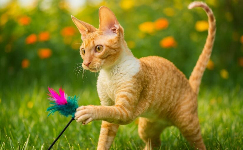 Cornish Rex Cat